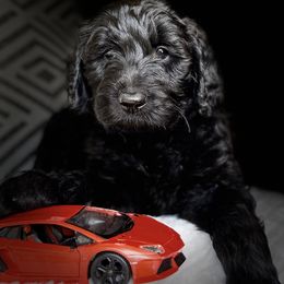 Goldendoodles from Orange Blossom Doodles