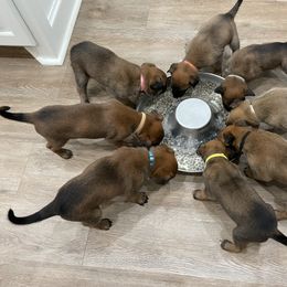 Belgian Malinois Puppies from D&C Kennel