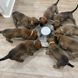 Belgian Malinois Puppies from D&C Kennel