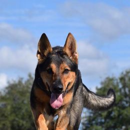 Belgian Malinois and German Shepherds from Haus von Pixar Kennels