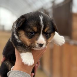Ebony - Black and tan female American Corgi puppy in Bayard, Nebraska from Puppies by Alies