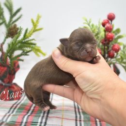 Claus - Chocolate male Chihuahua puppy in Bulls Gap, Tennessee from Smokey Mountain Chihuahuas