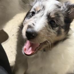 Shetland Sheepdog Puppies from Greener Fields Shelties