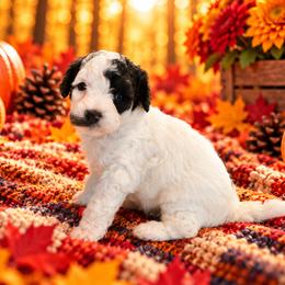 Cookie - Black and white female Cavapoo puppy in Myrtle Beach, South Carolina from Colorful-K9'S