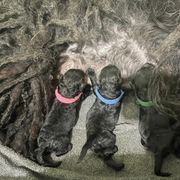 Puli puppies from Bowmaker Puli Kennel