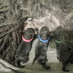 Puli puppies from Bowmaker Puli Kennel