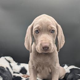 Lorraine - Silver gray female Weimaraner puppy in Evart, Michigan from Drehbar Weimaraners