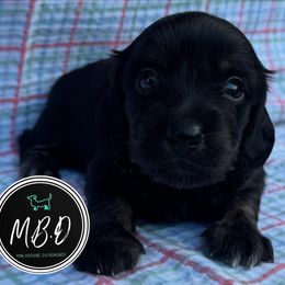 Dewy - Brindle male Dachshund puppy in Nashville, Tennessee from Mini Browne Dachshunds