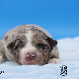Tigger - Blue merle male Miniature Australian Shepherd puppy in Weeki Wachee, Florida from Arlington's Mini Aussies
