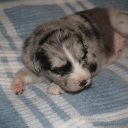 Dallas - Blue merle male Australian Shepherd puppy in Mocksville, North Carolina from Trailblazing Aussies