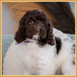 Chili - Brown female Cockapoo puppy in Connersville, Indiana from Deaz Doodle Ranch