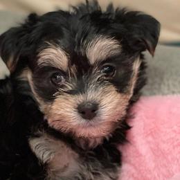 Maltese, Morkies, and Yorkshire Terriers from Little Paws Nursery
