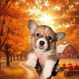 Pumpkin - Red male Pembroke Welsh Corgi puppy in New Port Richey, Florida from Spots and Sploots