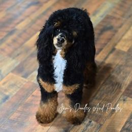 Fever - Poodle