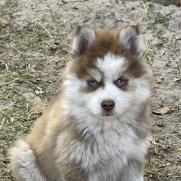 Dancer - Red and white male Pomsky puppy in Spring Hill, Florida from PDQ Pomskies