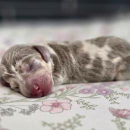 Holly - Dapple female Dachshund puppy in Tucson, Arizona from Sweet as Honey Weenies