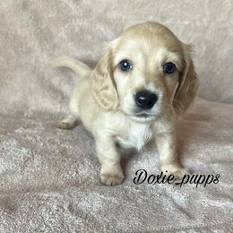 Boo - Dachshund puppy from Doxie_pupps