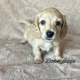 Boo - Dachshund puppy from Doxie_pupps