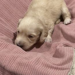 Sponge bob - Cream male Dachshund puppy in Wesley Chapel, Florida from Russell Lee Overton
