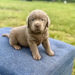 Tide - Silver male Dilute Retriever puppy in Baldwin City, Kansas from Hedge Lane Labradors
