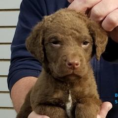 Chesapeake Bay Retriever Puppies from Eska Creek Chesapeakes