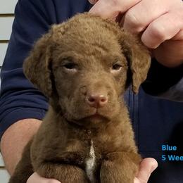 Chesapeake Bay Retriever Puppies from Eska Creek Chesapeakes