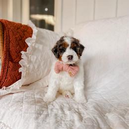 Santiago - Grey and white male Bernedoodle puppy in Cold Spring, Minnesota from A.N.A. Doodles