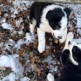 Border Collie Puppies from Roaring River Border Collies