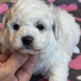 Puppy - White male Bichon Frise puppy in Greenville, South Carolina from Almaza Bichons