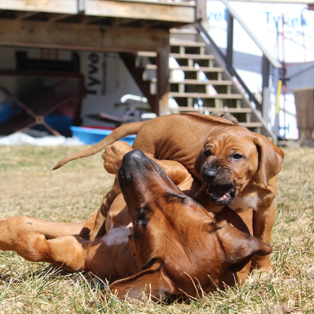 Rhodesian Ridgeback Puppies from Supernova Ridgebacks