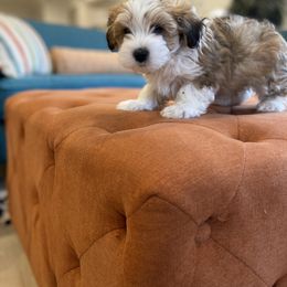 Havanese and Havapoo Puppies from Ladypawspuppies