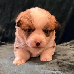 Ladybug - Sable female Pembroke Welsh Corgi puppy in Arcanum, Ohio from Weissway Corgis