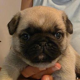 Green Collar Boy - Fawn male Pug puppy in New Braunfels, Texas from Kex Pug Haus