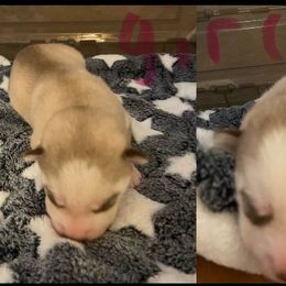 Siberian Husky puppies from Myers Huskies