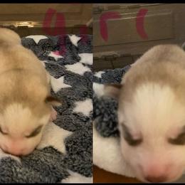 Siberian Husky puppies from Myers Huskies
