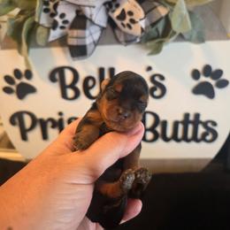 Olaf - Black and gold male Yorkshire Terrier puppy in Clermont, Florida from Bella's Prissy Butts