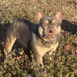 Yeti - French Bulldog