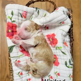 Pink - Red  female Goldendoodle puppy in Springville, Utah from JW Doodles