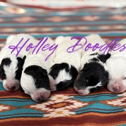 Assorted Doodle Crosses puppies from Holley Doodles