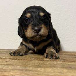 Hermes - Black and cream male Dachshund puppy in Squires, Missouri from Hudson’s Hounds