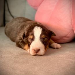 Moose - Red tri male Miniature Australian Shepherd puppy in Moulton, Alabama from B&B Little Aussie Gems