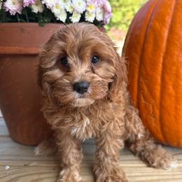 Georgia - Red female Cavapoo puppy in Bozrah, Connecticut from Cedar Creek Farms