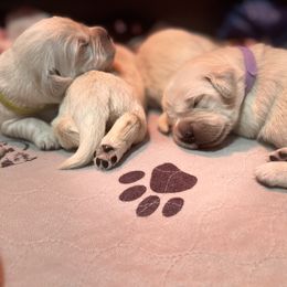 Girl 2 - Golden Retriever puppy in Moses Lake, Washington from Mae Valley Sweethearts Golden Retrievers