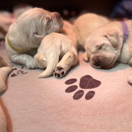 Girl 2 - Golden Retriever puppy in Moses Lake, Washington from Mae Valley Sweethearts Golden Retrievers