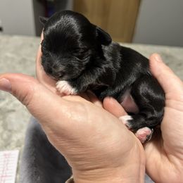 Black White Male - Black male Yorkipoo puppy in Topeka, Kansas from Bayless Yorkiepoos