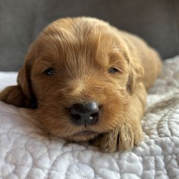 Boy 1 - Red  male Goldendoodle puppy in Mattawan, Michigan from Doodifuldoods