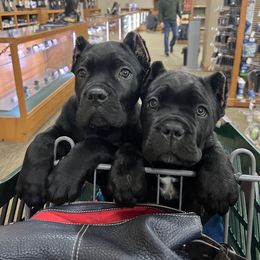 Cane Corso Puppies from Ridge Top Cane Corso