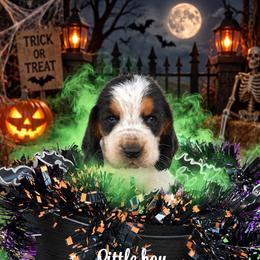 Boy 8 - Black brown and white male Basset Hound puppy in Conway, Missouri from Ozark Mountain Kennel