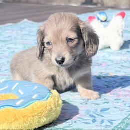 Tiny Leo - Cream male Dachshund puppy in Richmond, Virginia from Irresistible Dachshunds & Cavaliers