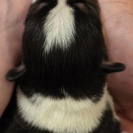 Girl 3 - Black and tan female Pembroke Welsh Corgi puppy in Buffalo, Wyoming from Diamond K Corgis